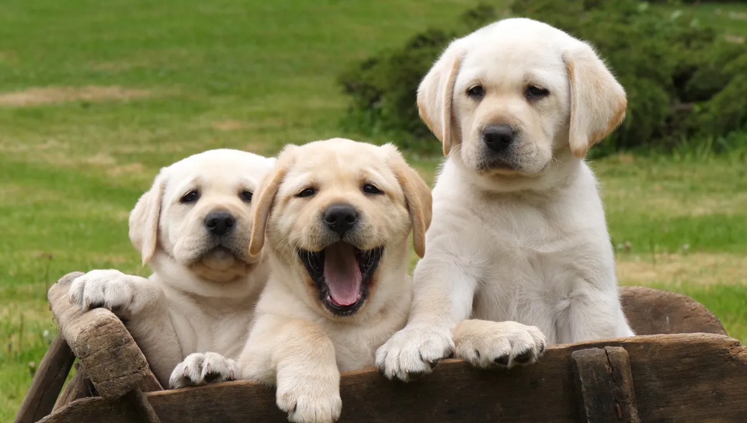 Internat og kæledyr