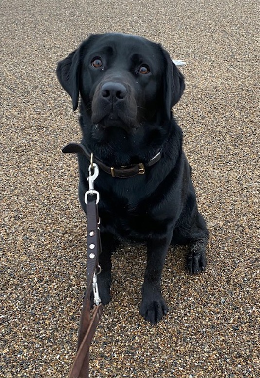 Billede af Skønne Schæfer-labrador-grand danois-dogue de bordeaux hvalpe til salg