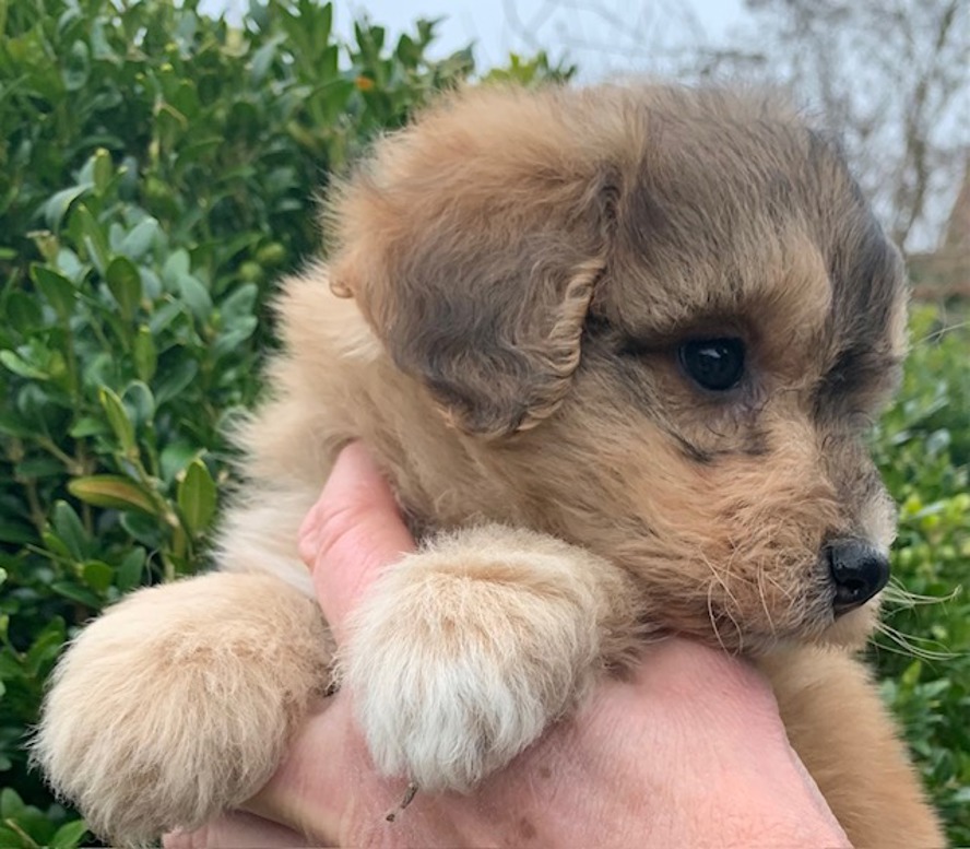 Billede af sød hund