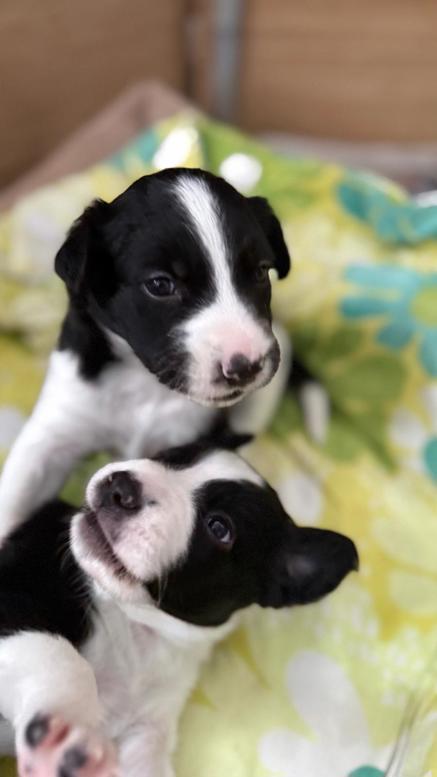 Billede af test corgi